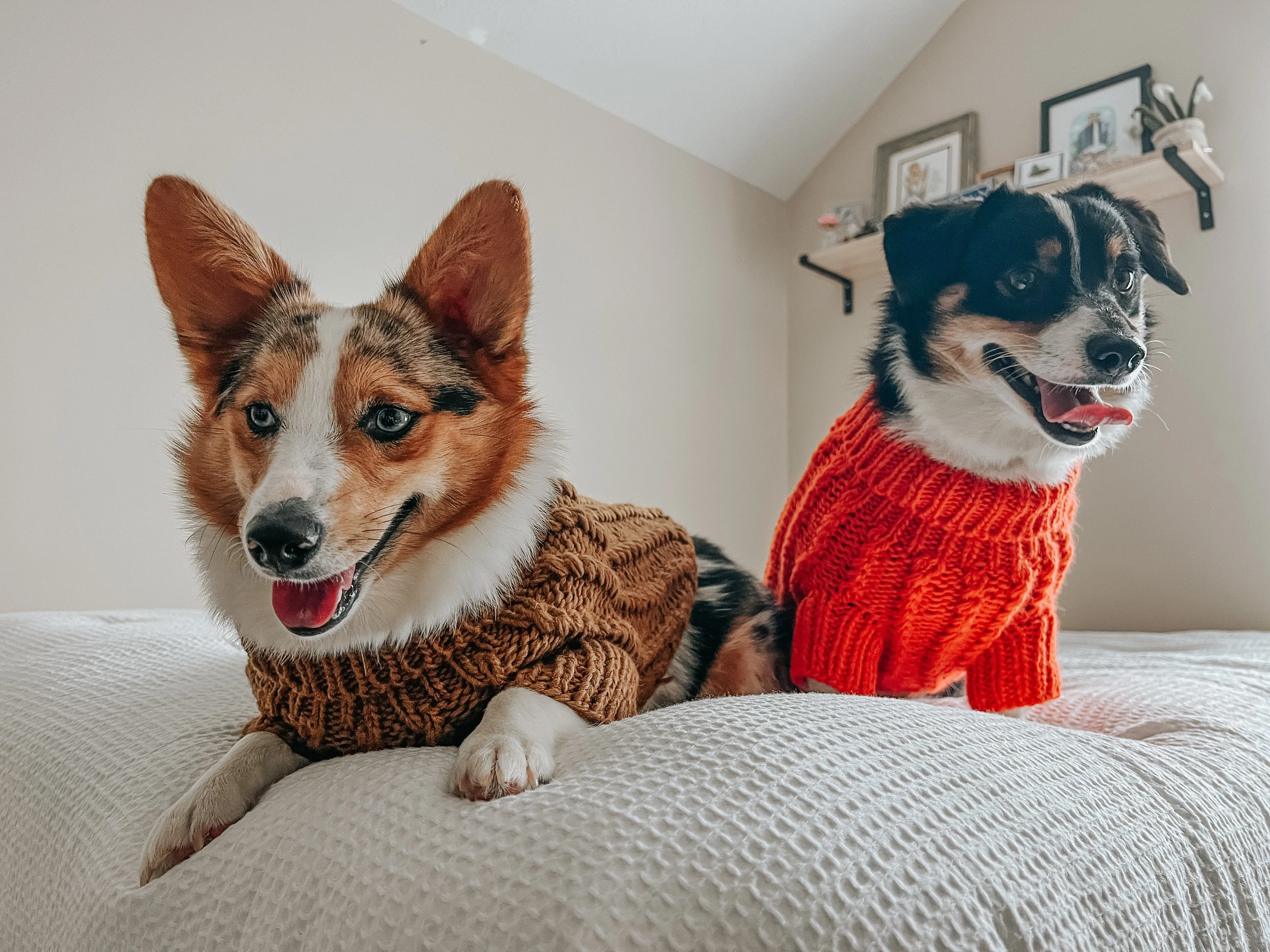 Dog Cable Knit Sweater - Orange